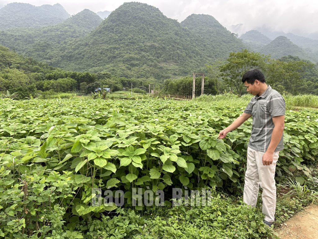 Khởi nghiệp với hợp tác xã trồng gai xanh